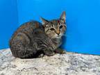 Adopt Frenchy a Brown Tabby Domestic Shorthair (short coat) cat in Powell