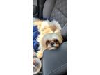 Adopt Lily a Tan/Yellow/Fawn - with White Shih Tzu / Mixed dog in Killeen