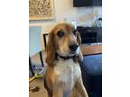Adopt Sammy a Tricolor (Tan/Brown & Black & White) Beagle / Mixed dog in Jersey