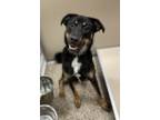 Adopt Julian a Black - with Tan, Yellow or Fawn Shepherd (Unknown Type) /