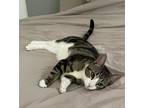 Adopt Chloe a Brown Tabby Domestic Shorthair / Mixed (short coat) cat in New