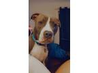Adopt Trico a Brindle - with White American Pit Bull Terrier / Mixed dog in