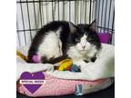 Adopt Darcy a Domestic Mediumhair / Mixed cat in Drippings Springs