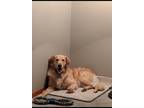 Adopt Remington a Tan/Yellow/Fawn Golden Retriever / Mixed dog in Indianapolis