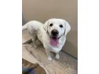 Adopt Unicorn a White Labrador Retriever / Mixed dog in Hackensack