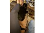 Adopt Midnight a All Black American Shorthair / Mixed (short coat) cat in
