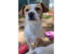Adopt Toast a Tricolor (Tan/Brown & Black & White) Jack Russell Terrier dog in