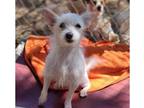 Adopt Kiss a White Jack Russell Terrier dog in Santa Rosa, CA (41390397)