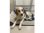 Adopt Ruby a Tan/Yellow/Fawn - with White Hound (Unknown Type) / Mixed dog in
