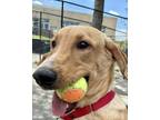 Adopt Spencer a Red/Golden/Orange/Chestnut Mixed Breed (Large) / Mixed dog in