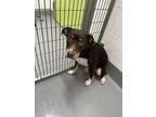 Adopt Todd a Brown/Chocolate Mixed Breed (Medium) / Mixed dog in Greenwood