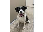 Adopt Olive a Black - with White Mixed Breed (Large) / Mixed dog in Hackensack