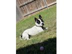 Adopt maggie a White - with Black Boston Terrier / American Pit Bull Terrier /