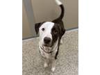 Adopt Popeye a Brown/Chocolate - with White Mixed Breed (Large) / Mixed dog in