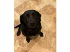 Adopt Savannah a Black Labrador Retriever / Mixed dog in Murfreesboro