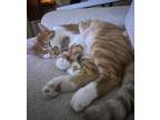 Adopt Mango a Orange or Red Calico / Mixed (medium coat) cat in Indianapolis