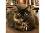 Adopt Valerie a Tortoiseshell Maine Coon / Mixed (long coat) cat in Euclid
