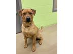 Adopt Stegosaurus a Brown/Chocolate Shepherd (Unknown Type) / Mixed dog in