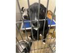Adopt Kenobi a Black American Pit Bull Terrier / Mixed dog in Knoxville