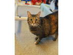 Adopt Skye a Brown or Chocolate Domestic Shorthair / Domestic Shorthair / Mixed
