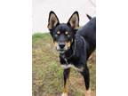 Adopt Naat'aanii a Husky / German Shepherd Dog / Mixed dog in Ashland