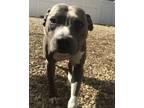 Adopt Daisy a Brown/Chocolate - with White American Staffordshire Terrier /