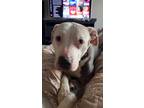 Adopt Athena a White - with Brown or Chocolate American Pit Bull Terrier / Mixed