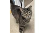 Adopt Tabby Boy a All Black Domestic Shorthair / Mixed Breed (Medium) / Mixed