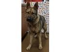 Adopt Serena HW+ a Black German Shepherd Dog / Mixed dog in Gainesville
