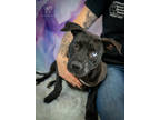 Adopt Kylie a Black American Pit Bull Terrier / Mixed dog in New Bern