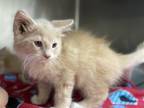 Adopt Jimmy Page a Orange or Red Domestic Shorthair / Domestic Shorthair / Mixed
