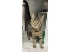Adopt Eclipse a Tiger Striped Domestic Shorthair (short coat) cat in Whitehall