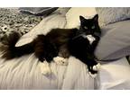 Adopt Sadie a Black & White or Tuxedo Domestic Longhair / Mixed (long coat) cat