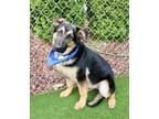 Adopt MATTY a Black German Shepherd Dog / Mixed dog in Murfreesboro