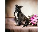 Adopt Mittens a Black - with White American Staffordshire Terrier / Mixed dog in