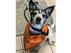 Adopt LUNA a White Rat Terrier / Mixed dog in Philadelphia, PA (37446555)