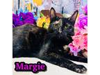 Adopt Margie a All Black Domestic Shorthair / Domestic Shorthair / Mixed cat in