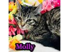 Adopt Molly a Gray or Blue Domestic Shorthair / Mixed Breed (Medium) / Mixed