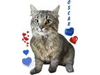 Adopt Oscar a Brown Tabby Maine Coon (medium coat) cat in Harrisburg