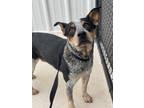 Adopt Groot a Black - with Tan, Yellow or Fawn Australian Cattle Dog / Mixed dog