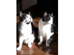 Adopt Goat & Pink a Black & White or Tuxedo Domestic Shorthair / Mixed (short