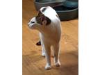 Adopt Waylon a White (Mostly) American Shorthair / Mixed (short coat) cat in