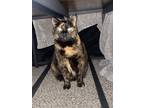 Adopt Griffin a Tortoiseshell Calico / Mixed (medium coat) cat in Troy