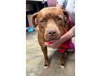 Adopt 18847 Breeze a American Staffordshire Terrier dog in Chatsworth