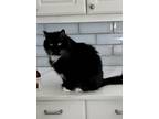 Adopt Loxi a Black & White or Tuxedo Domestic Mediumhair / Mixed (medium coat)