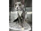 Adopt BLUBELL a Gray or Blue Domestic Shorthair / Domestic Shorthair / Mixed cat