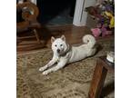 Adopt Ernie a White Shiba Inu / Mixed dog in Lynchburg, TN (41407996)