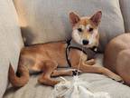 Adopt Mia a Red/Golden/Orange/Chestnut Shiba Inu / Mixed dog in Milwaukee