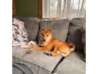 Adopt Dash a Red/Golden/Orange/Chestnut Shiba Inu / Mixed dog in Kalamazoo