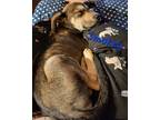 Adopt Smokey a Brown/Chocolate - with Tan Terrier (Unknown Type